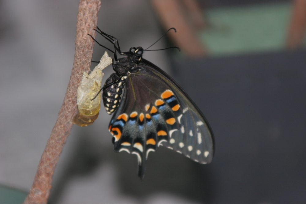 butterfly